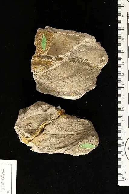 Dokumentasi USNM P37021 dengan identifikasi pada sumber Conocarpus erectus. Isi dan label gambar dipertahankan.