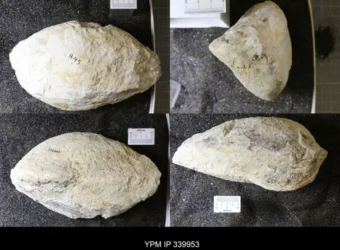 Dokumentasi YPM IP 339953 dengan identifikasi pada sumber Pachymya austinensis. Isi dan label gambar dipertahankan.