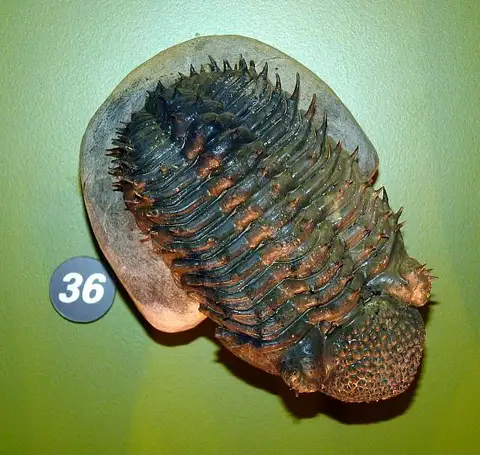 Dokumentasi USNM PAL536864 dengan identifikasi pada sumber Drotops armatus. Isi dan label gambar dipertahankan.