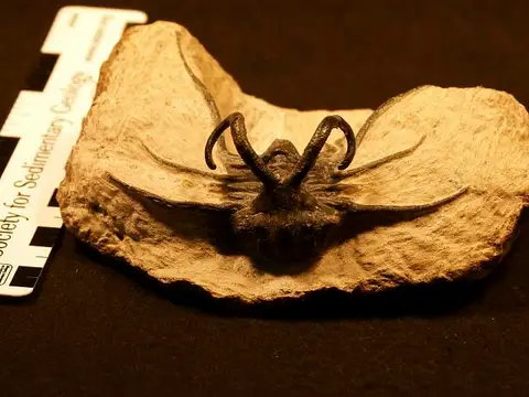 Dokumentasi USNM PAL543148 dengan identifikasi pada sumber Dicranurus monstrosus. Isi dan label gambar dipertahankan.