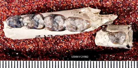 Dokumentasi USNM V21982 dengan identifikasi pada sumber Notharctus robustior. Isi dan label gambar dipertahankan.