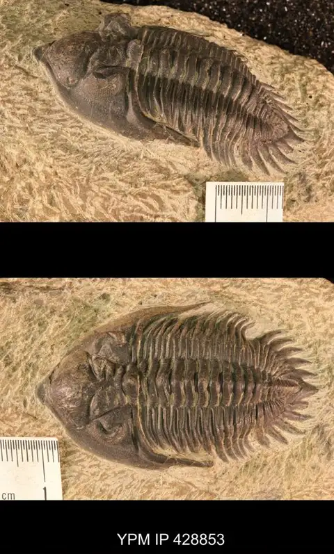 Dokumentasi YPM IP 428853 dengan identifikasi pada sumber Metacanthina issoumourensis. Isi dan label gambar dipertahankan.