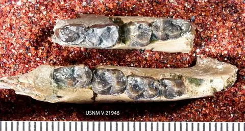 Dokumentasi USNM V21946 dengan identifikasi pada sumber Notharctus tenebrosus. Isi dan label gambar dipertahankan.