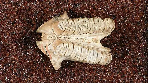 Dokumentasi USNM PAL367230 dengan identifikasi pada sumber Hexolobodon phenax. Isi dan label gambar dipertahankan.