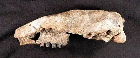 Dokumentasi USNM V8353 dengan identifikasi pada sumber Nothrotherium texanum. Isi dan label gambar dipertahankan.