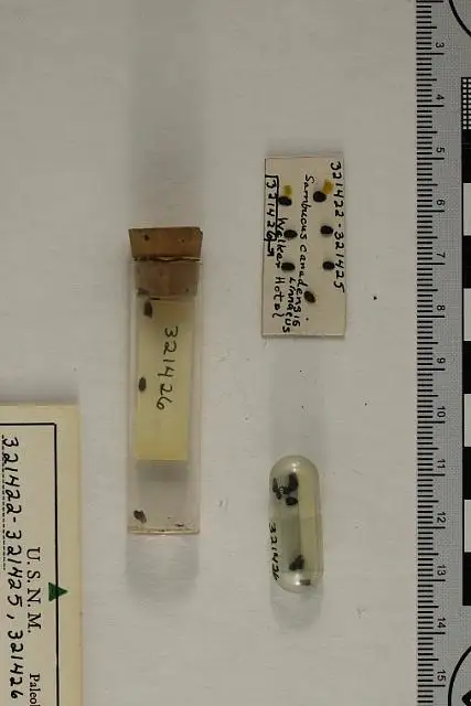 Dokumentasi USNM PAL321422 dengan identifikasi pada sumber Sambucus canadensis. Isi dan label gambar dipertahankan.