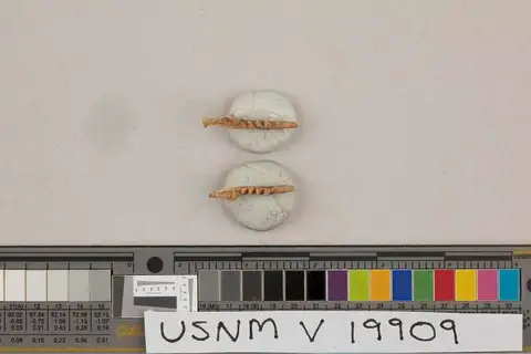 Dokumentasi USNM V19909 dengan identifikasi pada sumber Oligoryctes cameronensis. Isi dan label gambar dipertahankan.