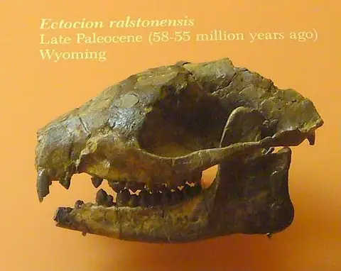 Dokumentasi USNM V20736 dengan identifikasi pada sumber Ectocion ralstonensis. Isi dan label gambar dipertahankan.