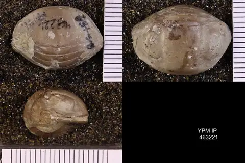 Dokumentasi YPM IP 463221 dengan identifikasi pada sumber Nileus armadillo. Isi dan label gambar dipertahankan.