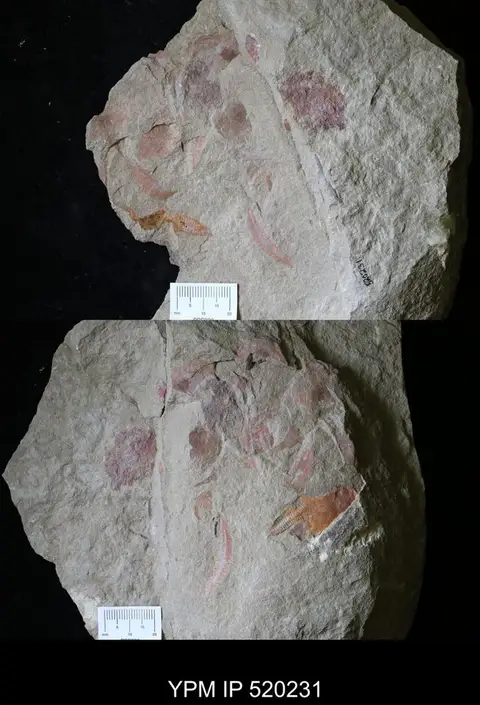 Dokumentasi YPM IP 520231 dengan identifikasi pada sumber Nimchacystis agterbosi. Isi dan label gambar dipertahankan.