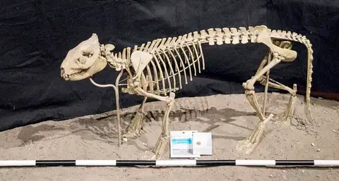 Dokumentasi USNM V2455 dengan identifikasi pada sumber Miniochoerus gracilis. Isi dan label gambar dipertahankan.