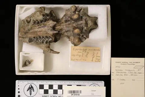 Dokumentasi YPM VP 010142 dengan identifikasi pada sumber Eporeodon occidentalis. Isi dan label gambar dipertahankan.