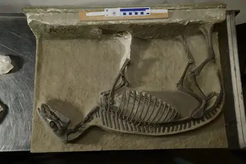 Dokumentasi YPM VP 011268 dengan identifikasi pada sumber Orohippus agilis. Isi dan label gambar dipertahankan.