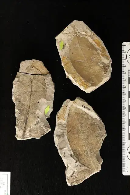 Dokumentasi USNM P37022 dengan identifikasi pada sumber Rhizophora mangle. Isi dan label gambar dipertahankan.