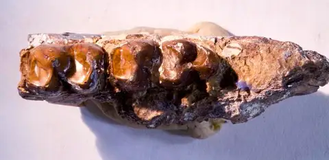 Dokumentasi USNM V1076 dengan identifikasi pada sumber Systemodon tapirinus. Isi dan label gambar dipertahankan.