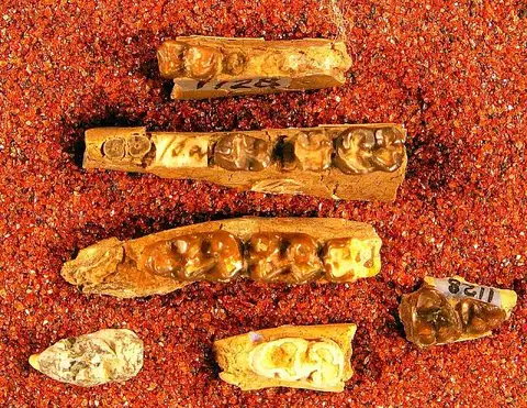 Dokumentasi USNM V1128 dengan identifikasi pada sumber Orotherium loevii. Isi dan label gambar dipertahankan.