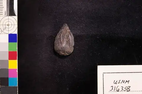 Dokumentasi USNM PAL316358 dengan identifikasi pada sumber Chrysobalanus icaco. Isi dan label gambar dipertahankan.