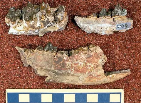 Dokumentasi USNM V1049 dengan identifikasi pada sumber Oxyaena lupina. Isi dan label gambar dipertahankan.