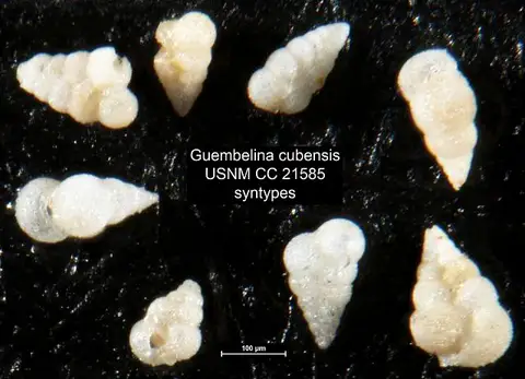 Dokumentasi USNM CC21585 dengan identifikasi pada sumber Guembelina cubensis. Isi dan label gambar dipertahankan.