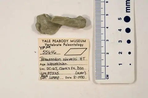 Dokumentasi YPM VP 055646 dengan identifikasi pada sumber Palaeanodon nievelti. Isi dan label gambar dipertahankan.