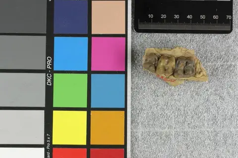 Dokumentasi YPM VP 019048 dengan identifikasi pada sumber Perchoerus probus. Isi dan label gambar dipertahankan.