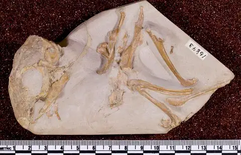 Dokumentasi USNM V16893 dengan identifikasi pada sumber Palaeolagus haydeni. Isi dan label gambar dipertahankan.