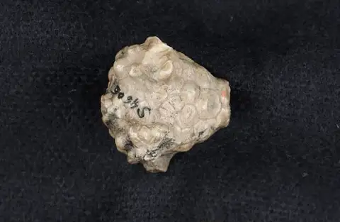 Dokumentasi USNM S4606 dengan identifikasi pada sumber Aacocrinus nododorsatus. Isi dan label gambar dipertahankan.