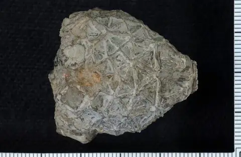Dokumentasi USNM S1258 dengan identifikasi pada sumber Physetocrinus lobatus. Isi dan label gambar dipertahankan.