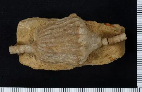 Dokumentasi USNM S893 dengan identifikasi pada sumber Eutrochocrinus lovei. Isi dan label gambar dipertahankan.