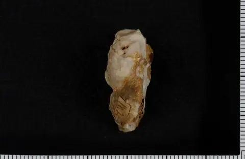 Dokumentasi USNM S1025 dengan identifikasi pada sumber Agaricocrinus planoconvexus. Isi dan label gambar dipertahankan.