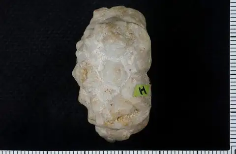 Dokumentasi USNM S4496 dengan identifikasi pada sumber Plemnocrinus homalus. Isi dan label gambar dipertahankan.