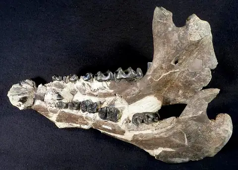 Dokumentasi USNM V26151 dengan identifikasi pada sumber Mesatirhinus megarhinus. Isi dan label gambar dipertahankan.