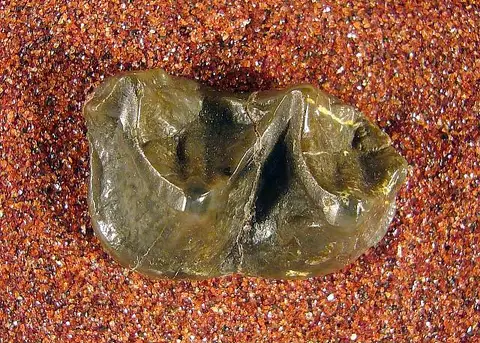 Dokumentasi USNM V759 dengan identifikasi pada sumber Palaeosyops paludosus. Isi dan label gambar dipertahankan.