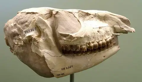 Dokumentasi USNM PAL482367 dengan identifikasi pada sumber Mesohippus bairdi. Isi dan label gambar dipertahankan.