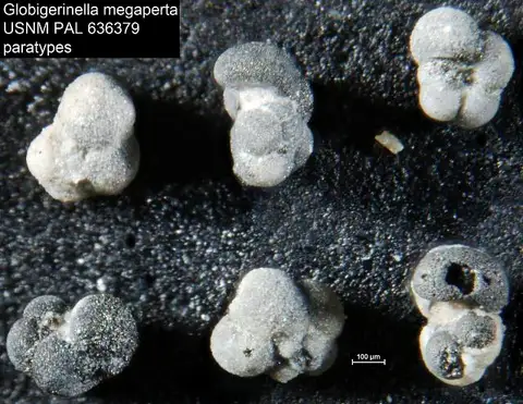 Dokumentasi USNM PAL636379 dengan identifikasi pada sumber Globigerinella megaperta. Isi dan label gambar dipertahankan.