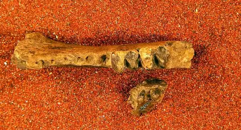 Dokumentasi USNM V8384 dengan identifikasi pada sumber Pantolambda intermedius. Isi dan label gambar dipertahankan.