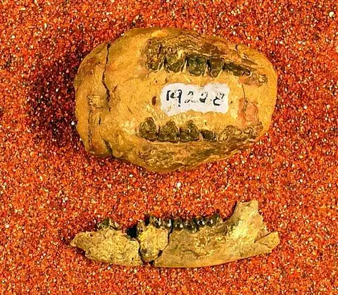 Dokumentasi USNM V19228 dengan identifikasi pada sumber Diacodexis metsiacus. Isi dan label gambar dipertahankan.