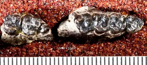 Dokumentasi USNM V13254 dengan identifikasi pada sumber Paramys delicatus. Isi dan label gambar dipertahankan.