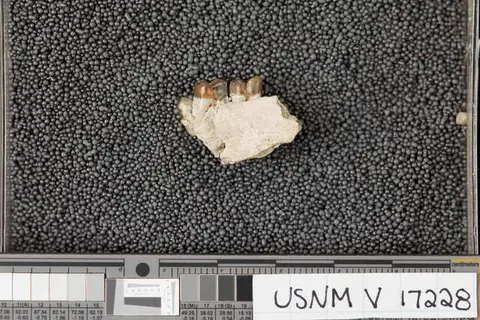 Dokumentasi USNM V17228 dengan identifikasi pada sumber Pseudotomus robustus. Isi dan label gambar dipertahankan.