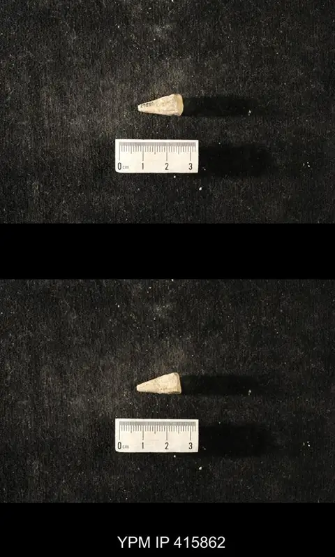 Dokumentasi YPM IP 415862 dengan identifikasi pada sumber Conularia crustula. Isi dan label gambar dipertahankan.
