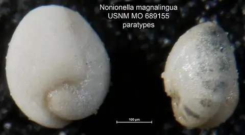 Dokumentasi USNM MO689155 dengan identifikasi pada sumber Nonionella magnalingua. Isi dan label gambar dipertahankan.