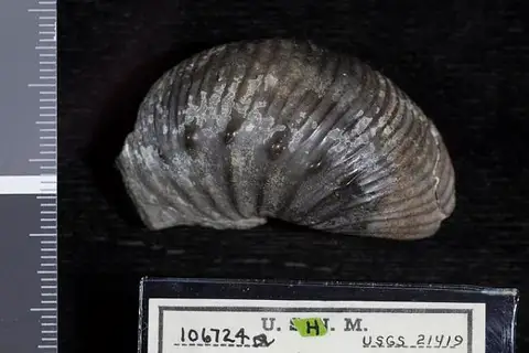 Dokumentasi USNM PAL106724 dengan identifikasi pada sumber Desmoscaphites erdmanni. Isi dan label gambar dipertahankan.
