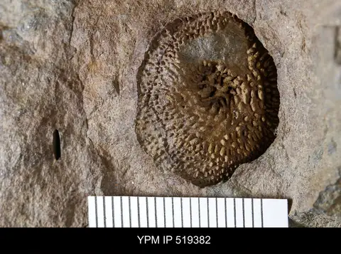 Dokumentasi YPM IP 519382 dengan identifikasi pada sumber Codiacystis bohemica. Isi dan label gambar dipertahankan.