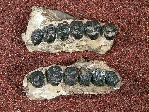 Dokumentasi USNM V15537 dengan identifikasi pada sumber Periptychus gilmorei. Isi dan label gambar dipertahankan.