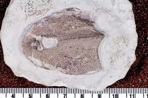 Dokumentasi USNM V21347 dengan identifikasi pada sumber Dartmuthia gemmifera. Isi dan label gambar dipertahankan.