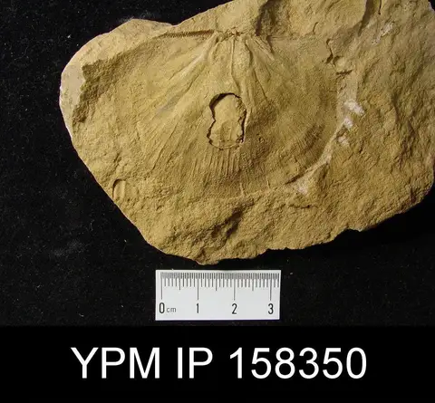 Dokumentasi YPM IP 158350 dengan identifikasi pada sumber Leptostrophia magnifica. Isi dan label gambar dipertahankan.