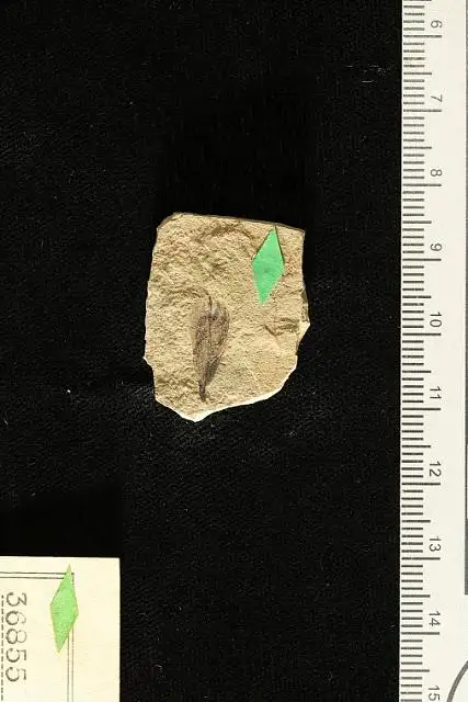Dokumentasi USNM P36855 dengan identifikasi pada sumber Amorpha utensis. Isi dan label gambar dipertahankan.