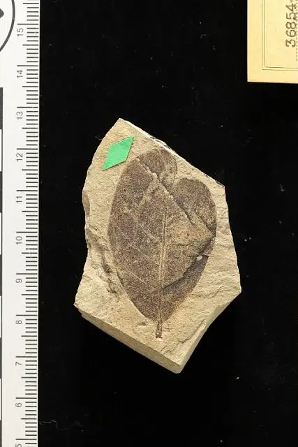 Dokumentasi USNM P36854 dengan identifikasi pada sumber Dalbergia knowltoni. Isi dan label gambar dipertahankan.