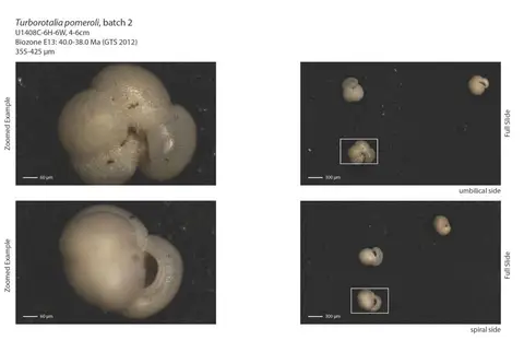 Dokumentasi YPM IP 237621 dengan identifikasi pada sumber Turborotalia pomeroli. Isi dan label gambar dipertahankan.