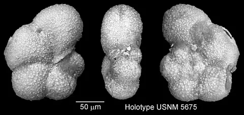 Dokumentasi USNM PR5675 dengan identifikasi pada sumber Globorotalia minutissima. Isi dan label gambar dipertahankan.